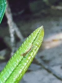 Close-up of insect on plant