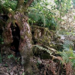 View of tree trunk