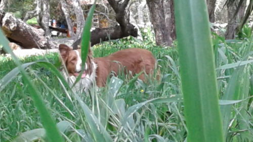 Cat on grass against trees
