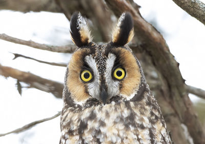 Close-up portrait of a owl