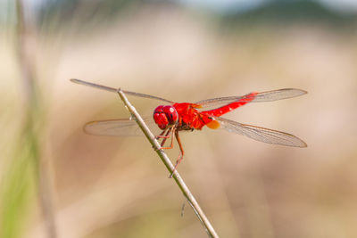 Close-up of dragonfly