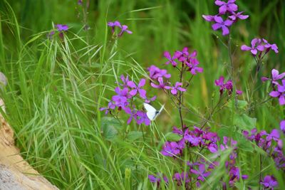 Close-up of pink flowering plants on land