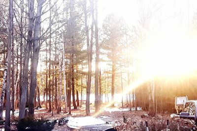 Bare trees in forest during winter