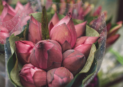 Close-up of lotus water lilies for sale