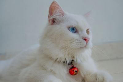 Close-up of a cat looking away