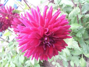 Close-up of pink flowers