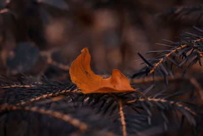 Close-up of dried autumn leaf