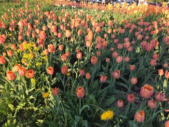 Close-up of flowering plants on field