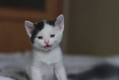 Close-up portrait of a kitten