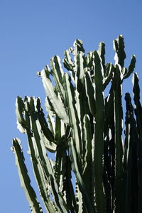 Low angle view of succulent plant against clear blue sky