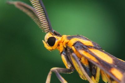 Close-up of insect