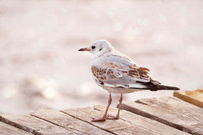 Close-up of black headed seagull perching on wooden dock