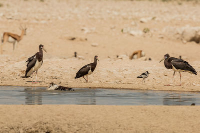 Flock of seagulls perching on a beach