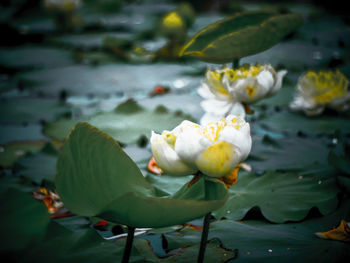 Close-up of lotus water lily in lake