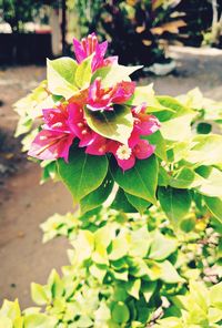 Close-up of pink flowering plant