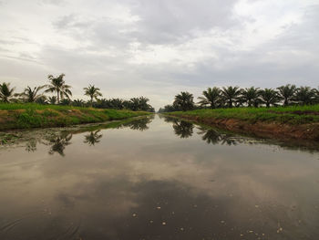 Scenic view of palm trees against sky with total reflection 