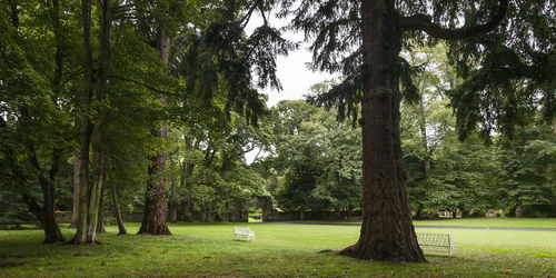 Trees in forest