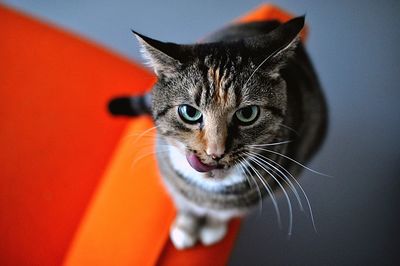 Close-up portrait of cat