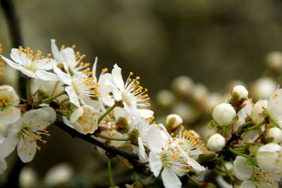 Close-up of white cherry blossom tree