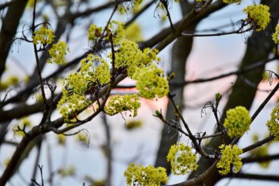 Low angle view of flowering tree