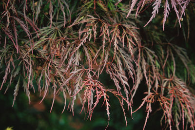 Close-up of fresh green leaves