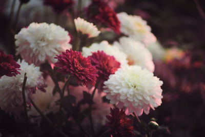Close-up of pink and white dahlias