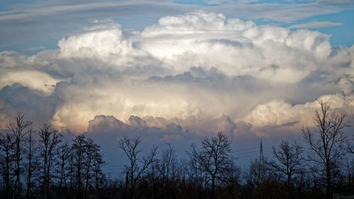 Low angle view of trees against sky