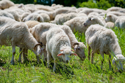 Sheep grazing in a field