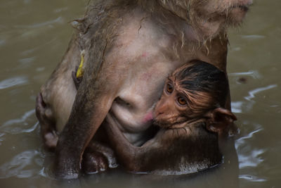 Close-up of horses in lake