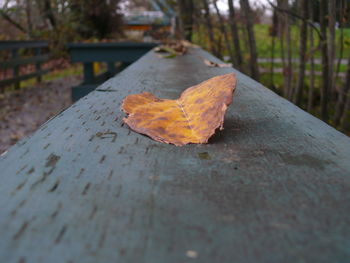 Close-up of maple leaf on fallen tree