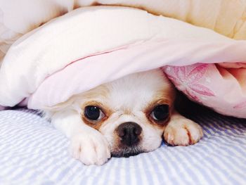 Close-up portrait of dog on bed