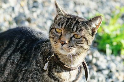 Close-up portrait of tiger