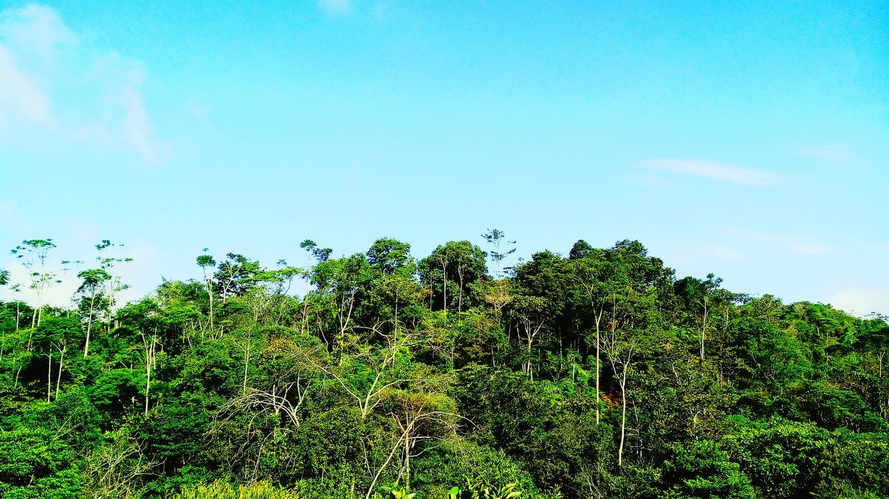 growth, nature, tree, forest, landscape, sky, beauty in nature, no people, outdoors, day, blue, plant, scenics