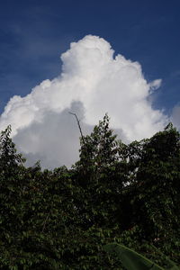 Low angle view of trees against sky