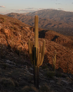 Scenic view of saguaro succulent cactus against desert mountain range during golden hour 