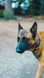 Belgian malinois looking to the forest