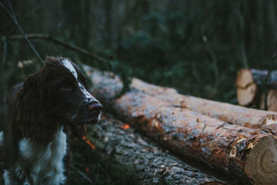 Close-up of english springer spaniel in forest