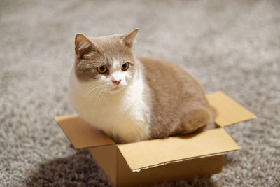 Portrait of a cat in cardboard box