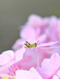 Close-up of insect on pink flower