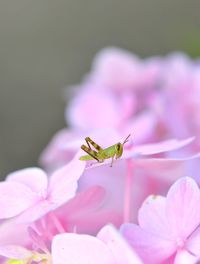 Close-up of grasshopper on pink flower