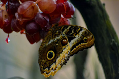 Closeup of the butterfly on grapes