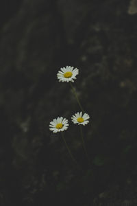 Close-up of white flowering plant in forest