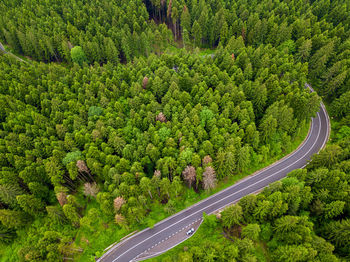 High angle view of road amidst plants