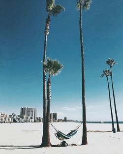 View of palm trees on beach