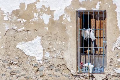A goat watching by a broken window of old building