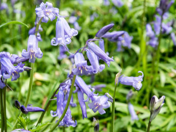 Close-up of bluebells 