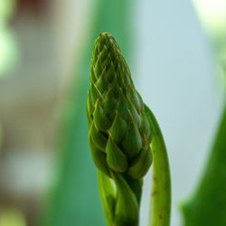 Close-up of fresh green plant