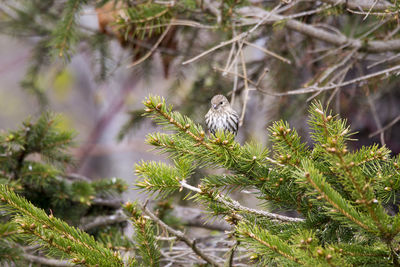 Bird perching on pine tree