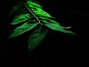 Close-up of plant against black background