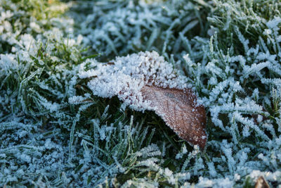 Close-up of frozen christmas tree